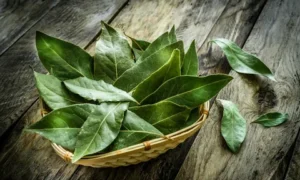 φύλλα δάφνης φύλλα δάφνης